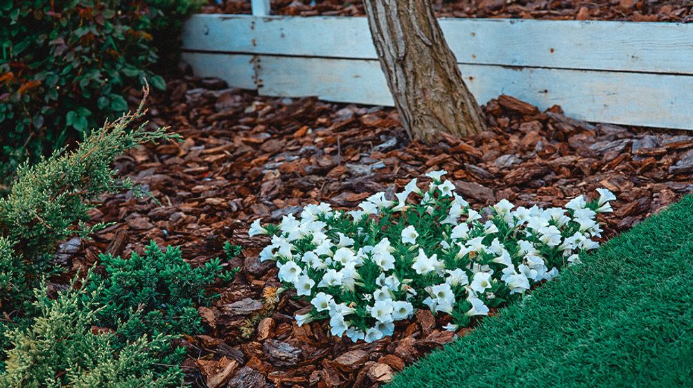 Moldy Mulch? Here's An Effective Way To Fix It