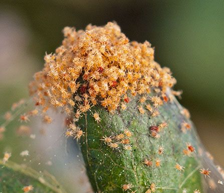 Spider Mites