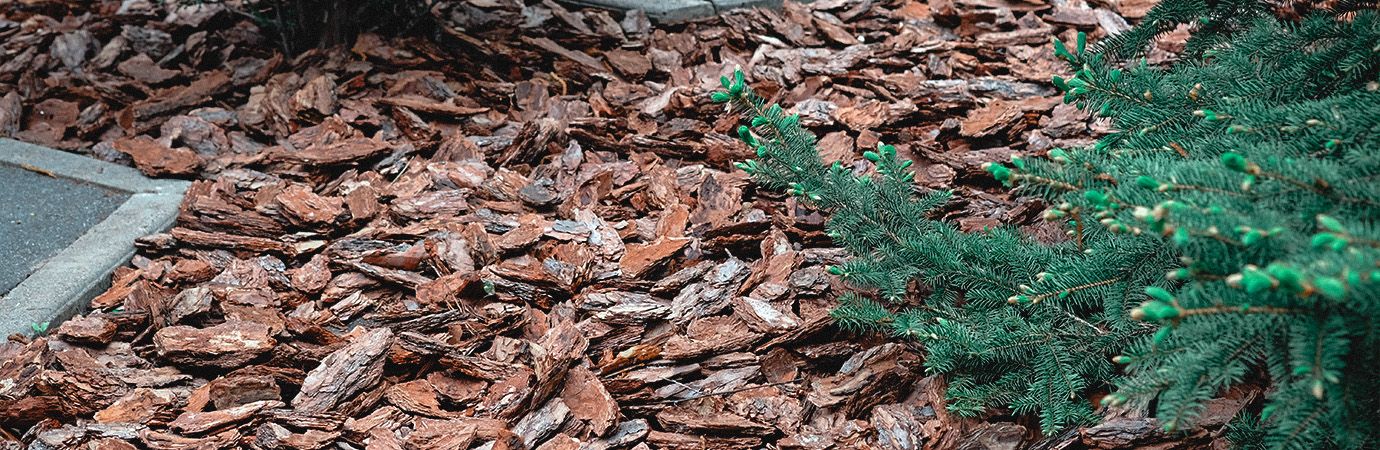 Moldy Mulch? Here's An Effective Way To Fix It 