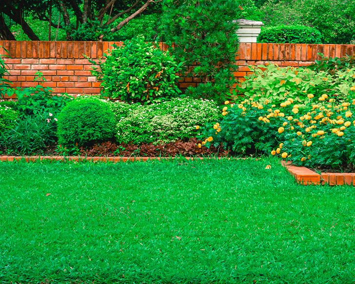 Revive Your Lawn: The Key to Lush Growth and Vibrant Color - Liquid Lawn Dethatching Explained (2024)