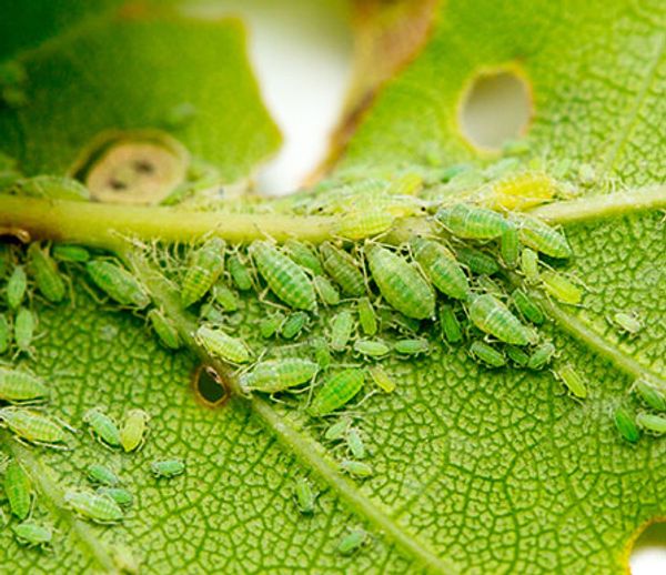 Aphids