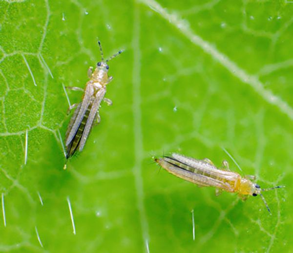 Thrips