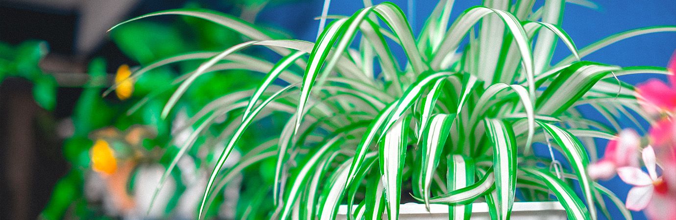 How Worm Tea Can Help Add Life Back into Your Soil