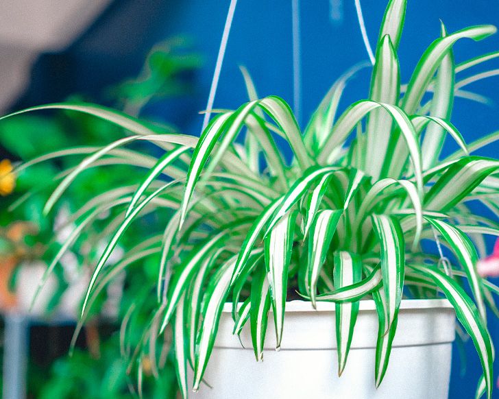 How Worm Tea Can Help Add Life Back into Your Soil (2024)