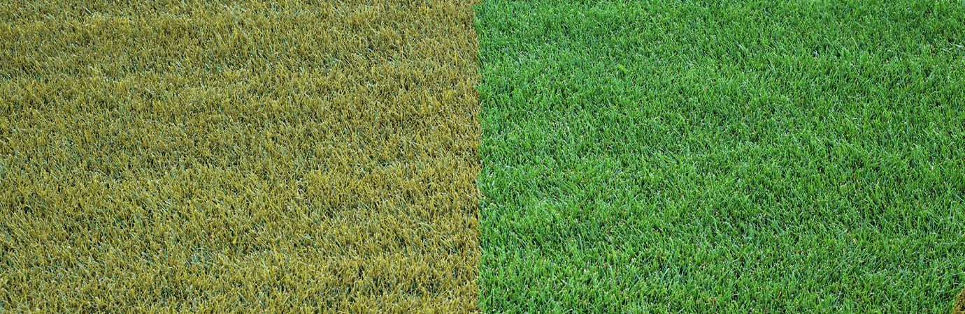 Revive Your Yellowed Lawn With Chelated Liquid Iron: The Ultimate Solution For Lush Green Grass 