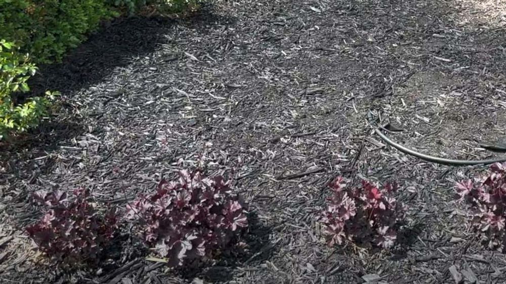Mulch Dye for Beautiful Landscaping Beds Anytime