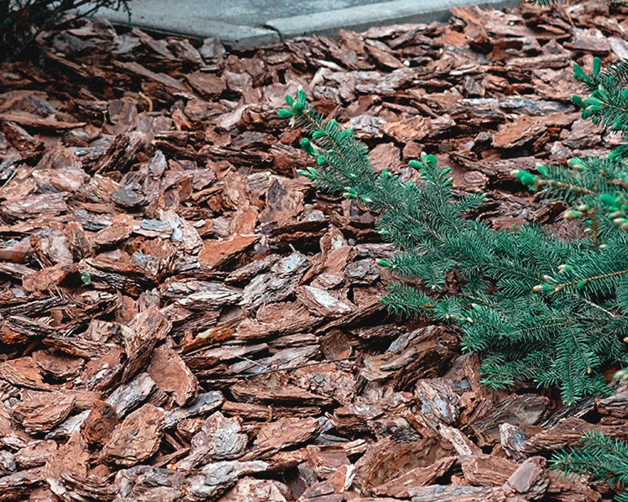 Moldy Mulch? Here's An Effective Way To Fix It