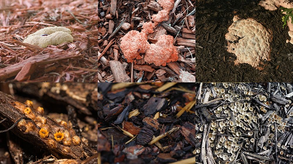 Moldy Mulch? Here's An Effective Way To Fix It