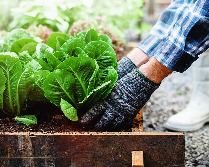 Safeguard Your Crops: The Best Natural And Organic Pesticides To Keep Your Plants Thriving  (2024)