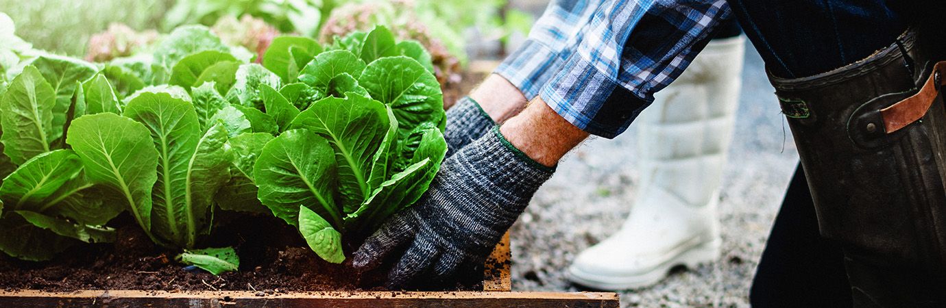 Safeguard Your Crops: The Best Natural And Organic Pesticides To Keep Your Plants Thriving 