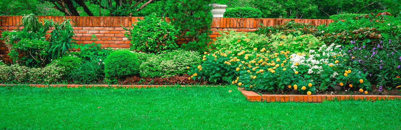 Revive Your Lawn: The Key to Lush Growth and Vibrant Color - Liquid Lawn Dethatching Explained 