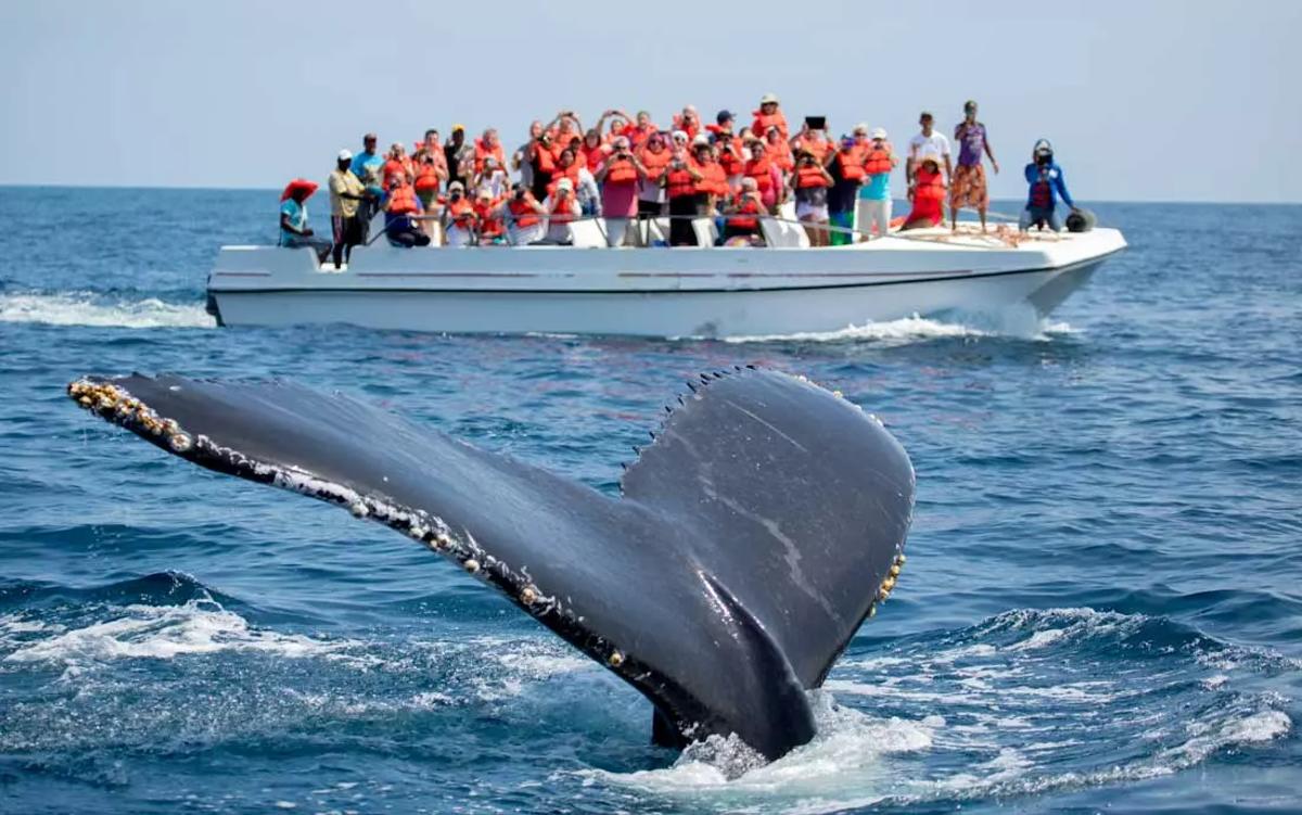 The Majestic Humpback Whales in Samaná 2025