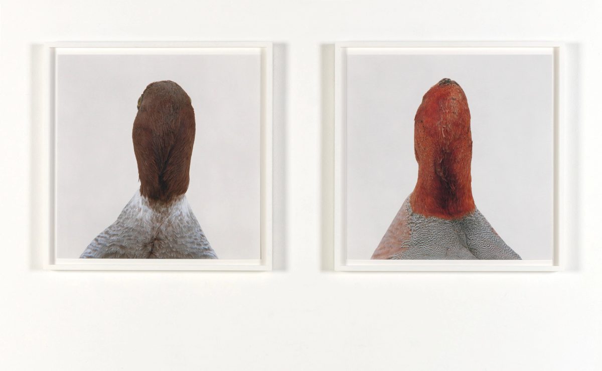 Roni Horn, Bird