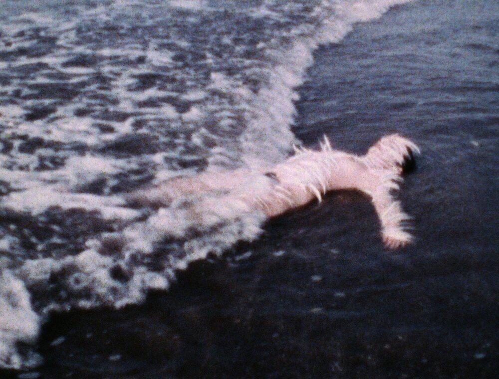 Ana Mendieta, Ocean Bird (Washup)