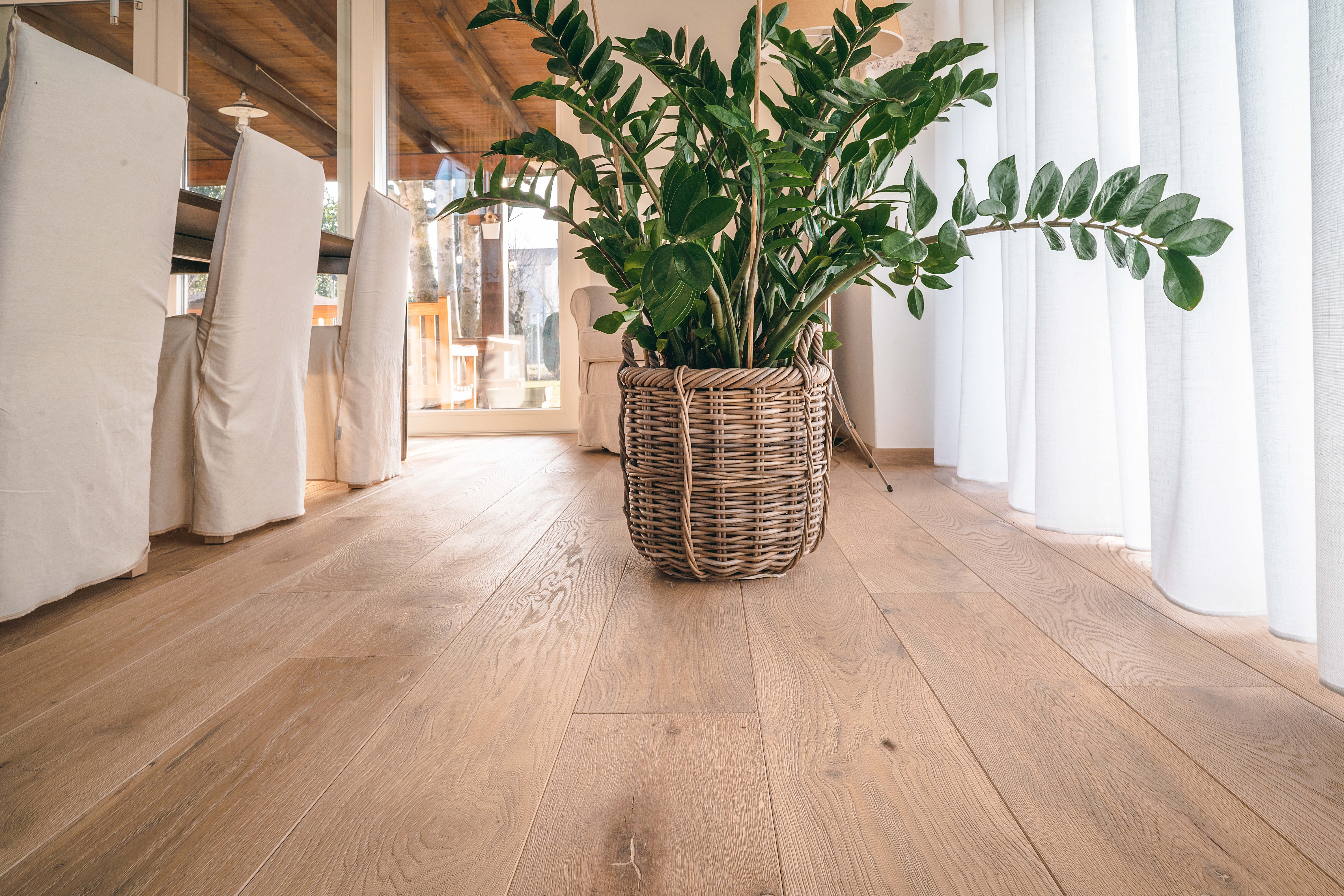 Pianta su un parquet Moravia di Cabbia