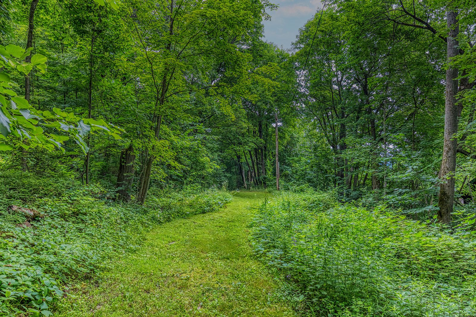 Wooded path up behind pool and Lodge