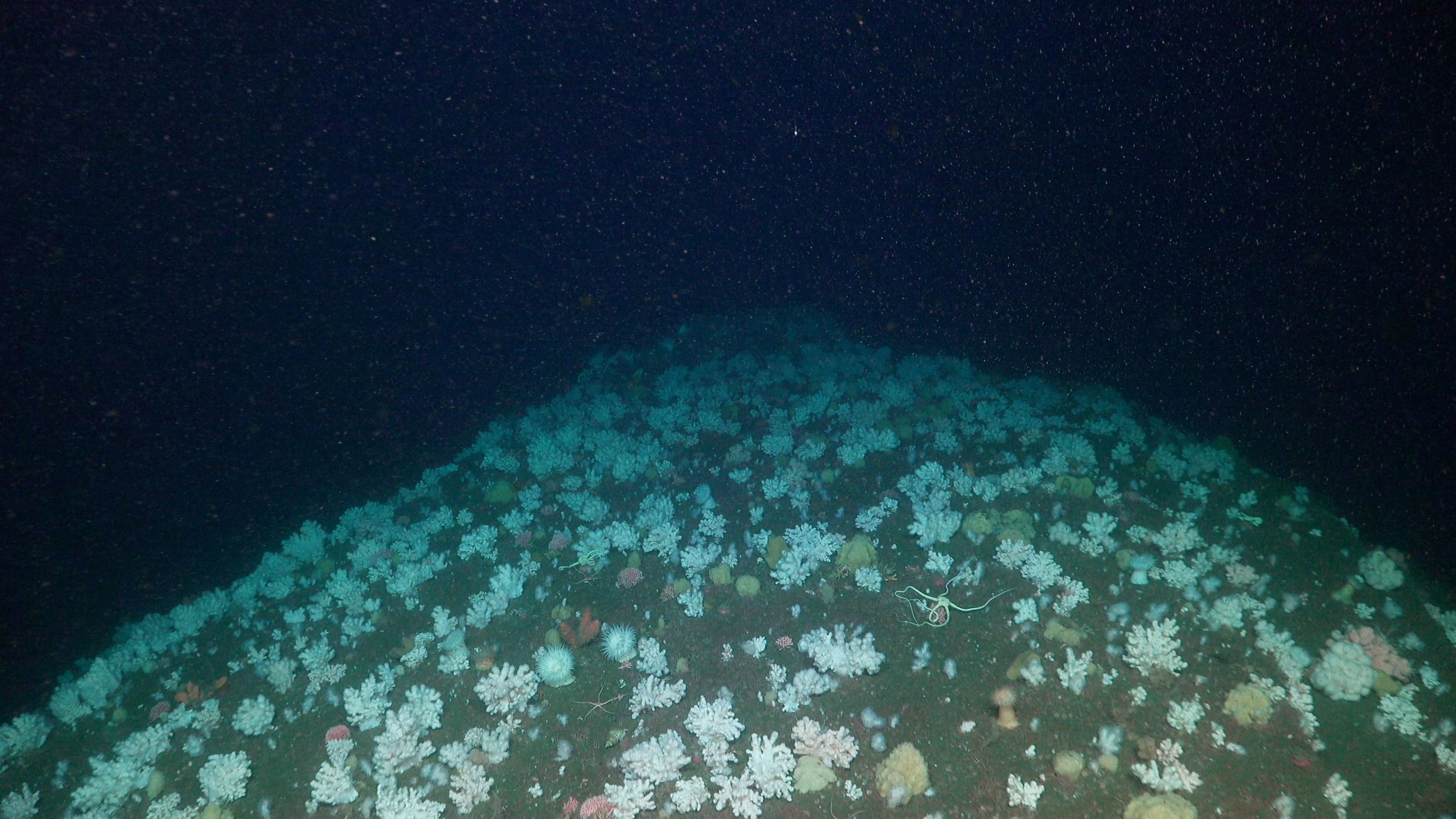wide-angle view of an underwater mound or "saddle" densely populated with clusters of light blue and white corals. The surrounding water is pitch black, and the scene is punctuated by small sea stars and sponges scattered across the formation.