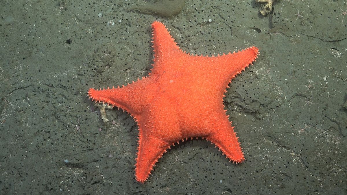 Schmidt Ocean Institute’s Remotely Operated Vehicle SuBastian shines light on an offshore canyon in Argentine waters nearly twice as deep as the Grand Canyon — capturing images and video of 40 suspected new species, coral fields, and a seastar that resembled a famous cartoon character. Video and photos available here.  For release Friday, August 15, 2025, 8:00 am ET	                     CONTACT:  Kristen Kusek, kkusek@schmidtocean.org, +1 727-692-6482                                                                                                           		 Palo Alto, California, USA — An Argentinian-led expedition on board Schmidt Ocean Institute’s R/V Falkor (too) has captured the attention of millions, inspiring a predominantly Argentine audience with live video feeds from the deep seafloor. Over the past three weeks, nearly 4 million people tuned in to Schmidt Ocean Institute’s divestream, or live video webcast, and watched the expedition unfold from their homes, classrooms, grocery stores, bars, and gyms. They witnessed deep-sea wonders alongside the scientists, including shimmering squids, pink lobsters, and a seastar that resembled the SpongeBob character, Patrick Star.
