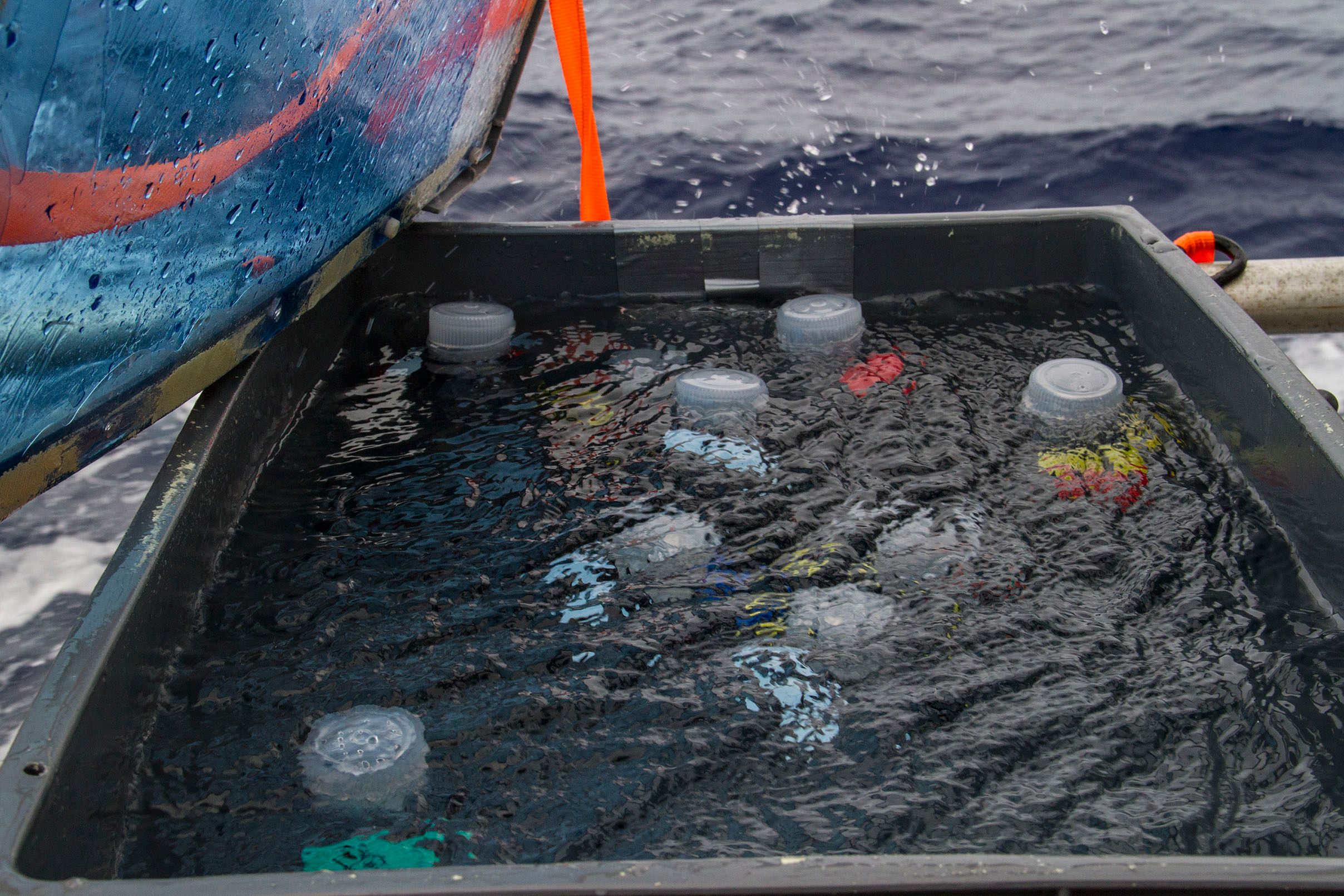 A tub with continuous flowing seawater filled with samples.