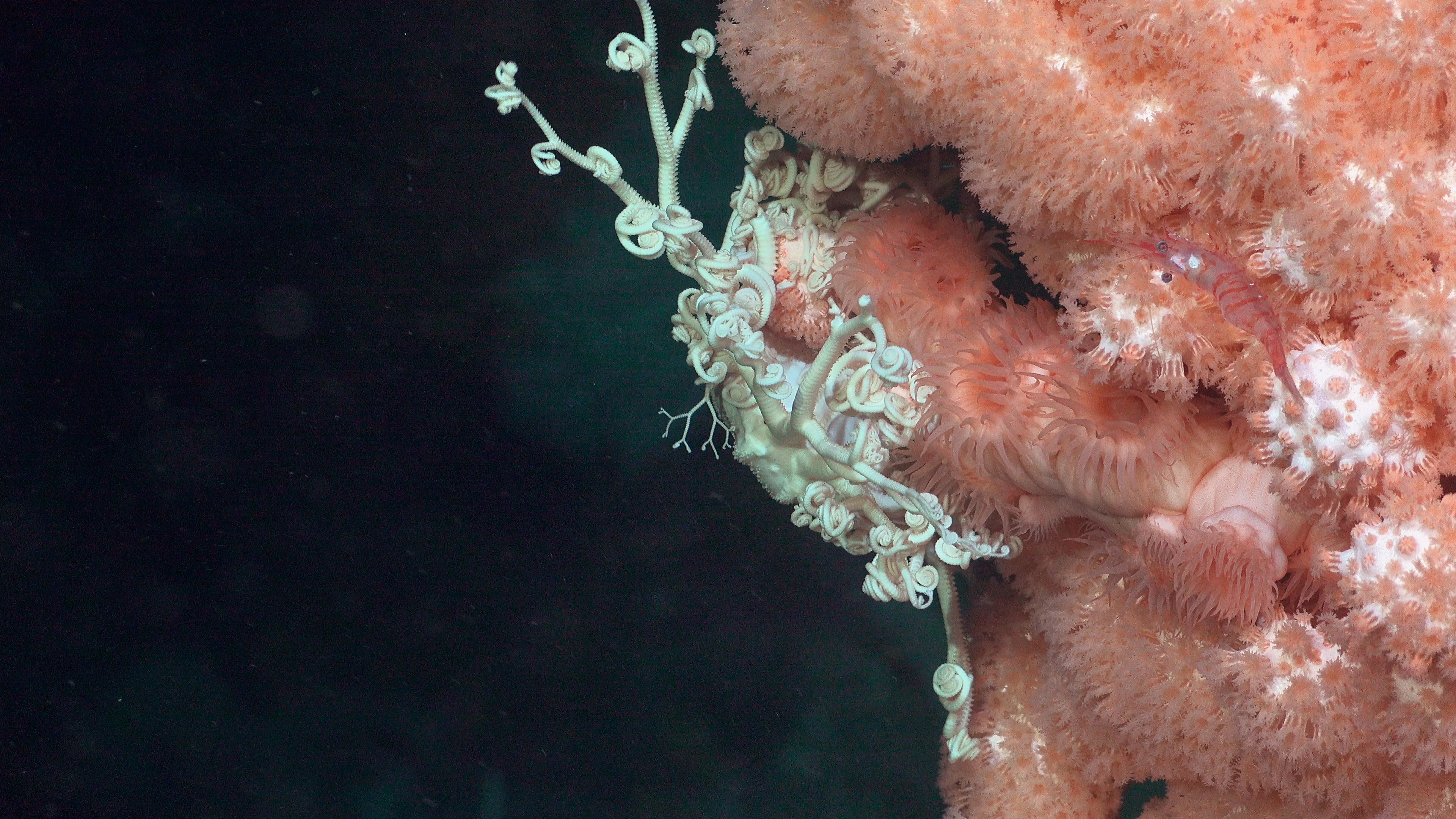 A white basket star sits atop peach colored corals.