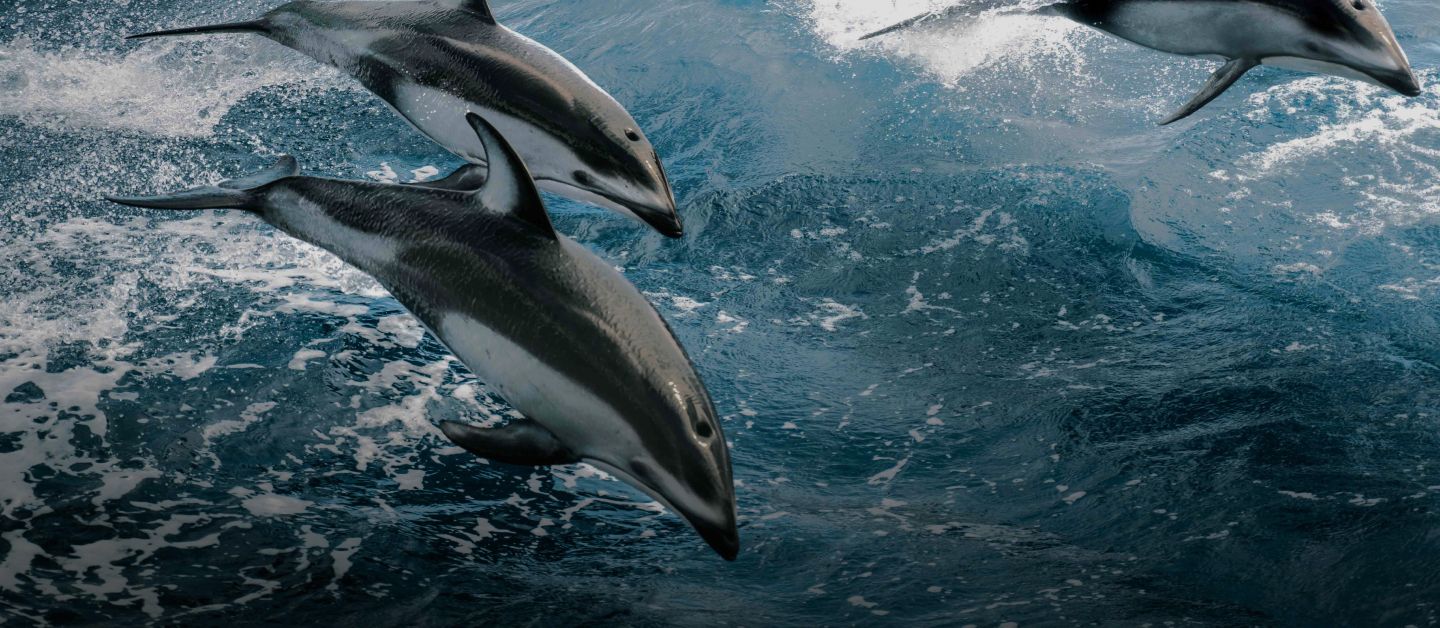 Dolphins jumping out of the water