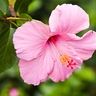 hibiscus2_smaller