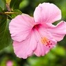 hibiscus2_smaller