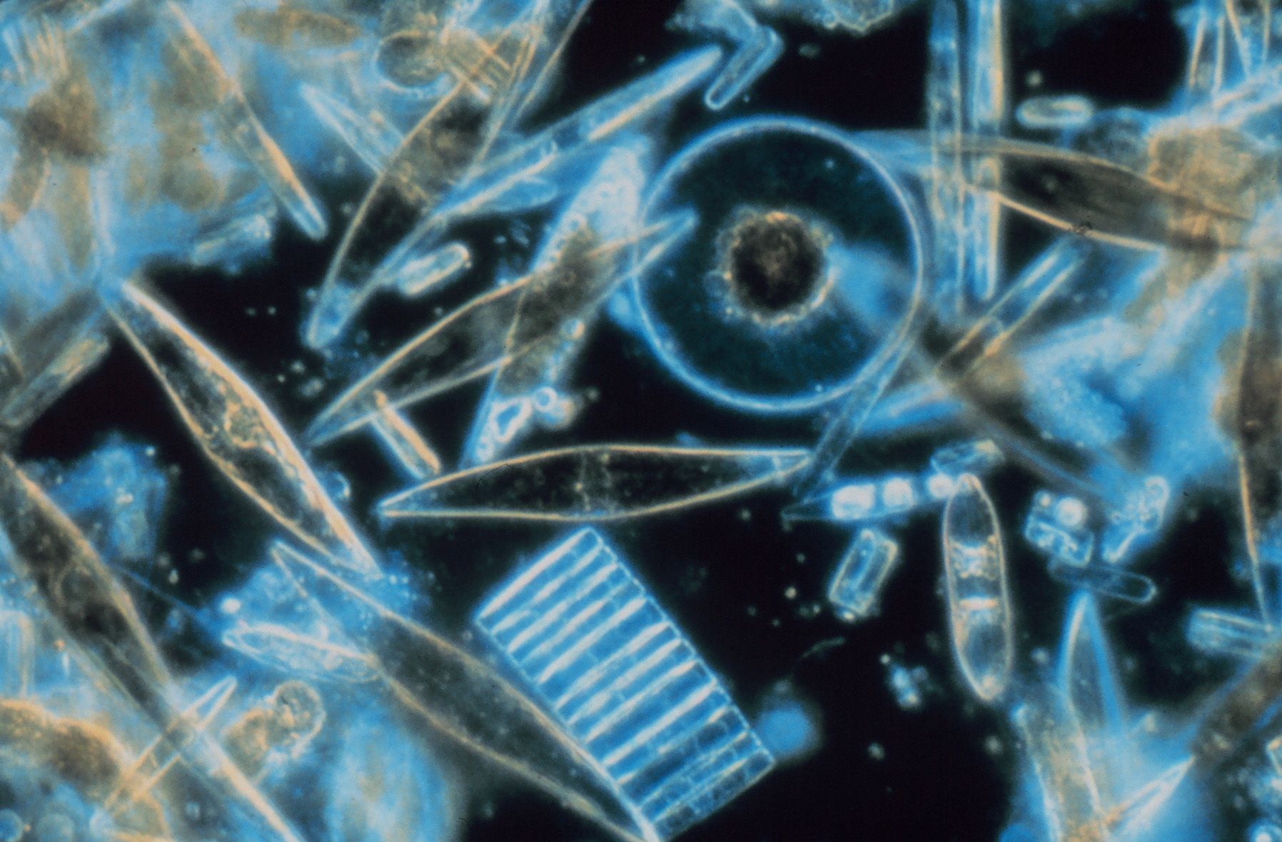 A microscope view of various diatoms and phytoplankton against a dark background, showing different geometric shapes like circles, needles, and rectangles in glowing blue and gold tones. 