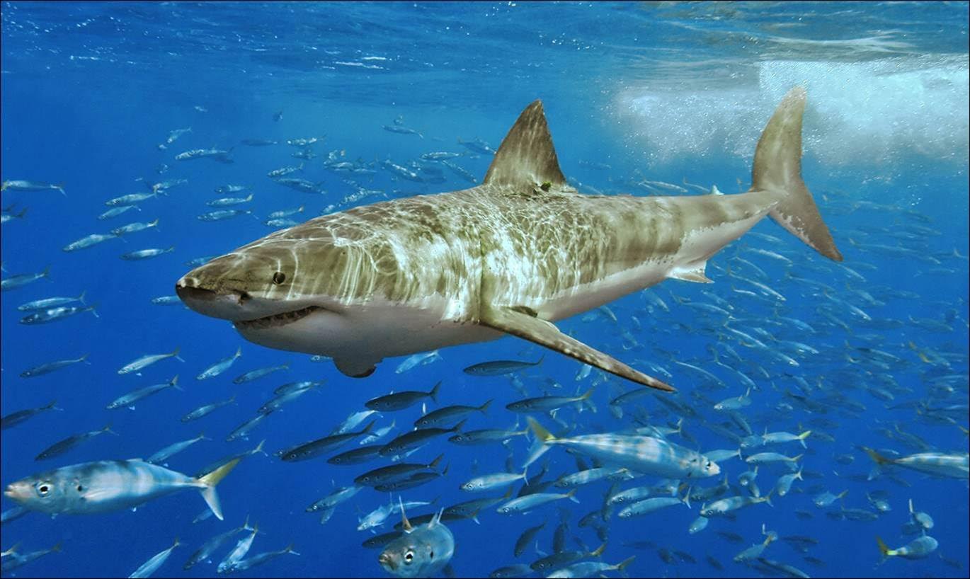  A side-view underwater photograph of a Great White Shark cruising through the center of the frame. It is surrounded by hundreds of smaller baitfish. The shark's skin shows light refraction from the surface, and its powerful tail creates a small wake of bubbles in the upper right.