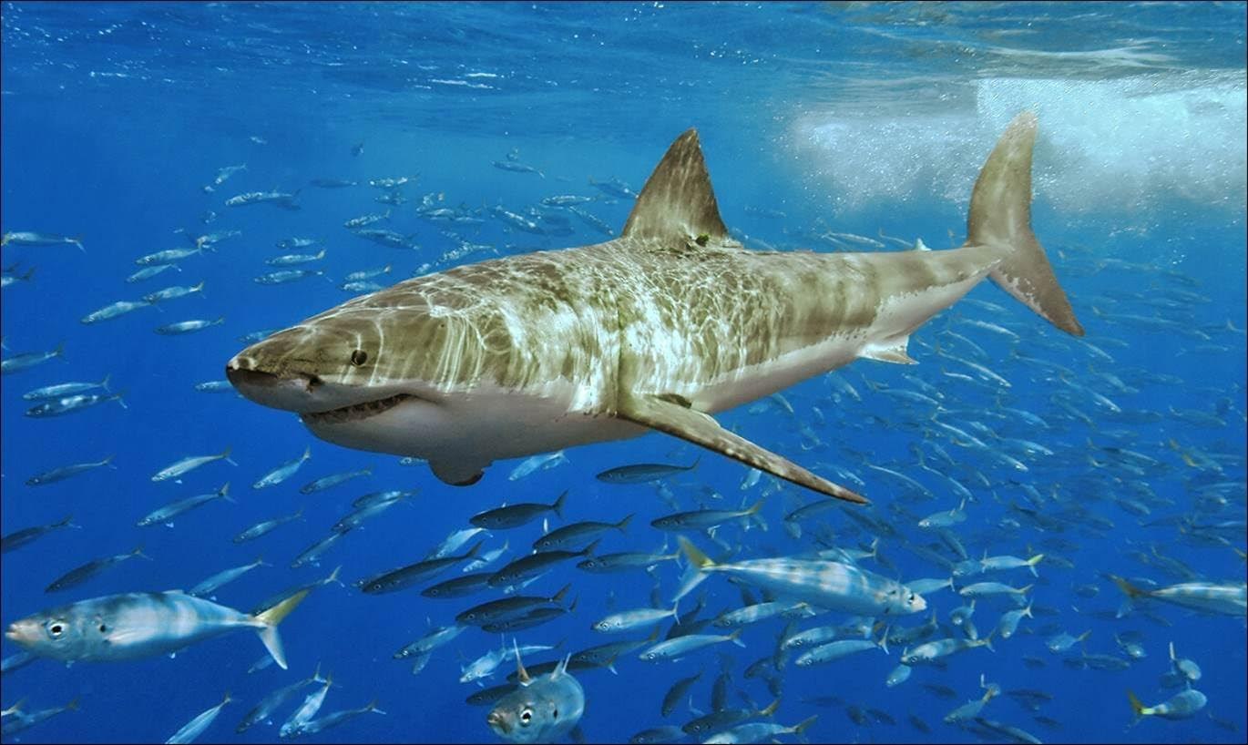 A side-view underwater photograph of a Great White Shark cruising through the center of the frame. It is surrounded by hundreds of smaller baitfish. The shark's skin shows light refraction from the surface, and its powerful tail creates a small wake of bubbles in the upper right.