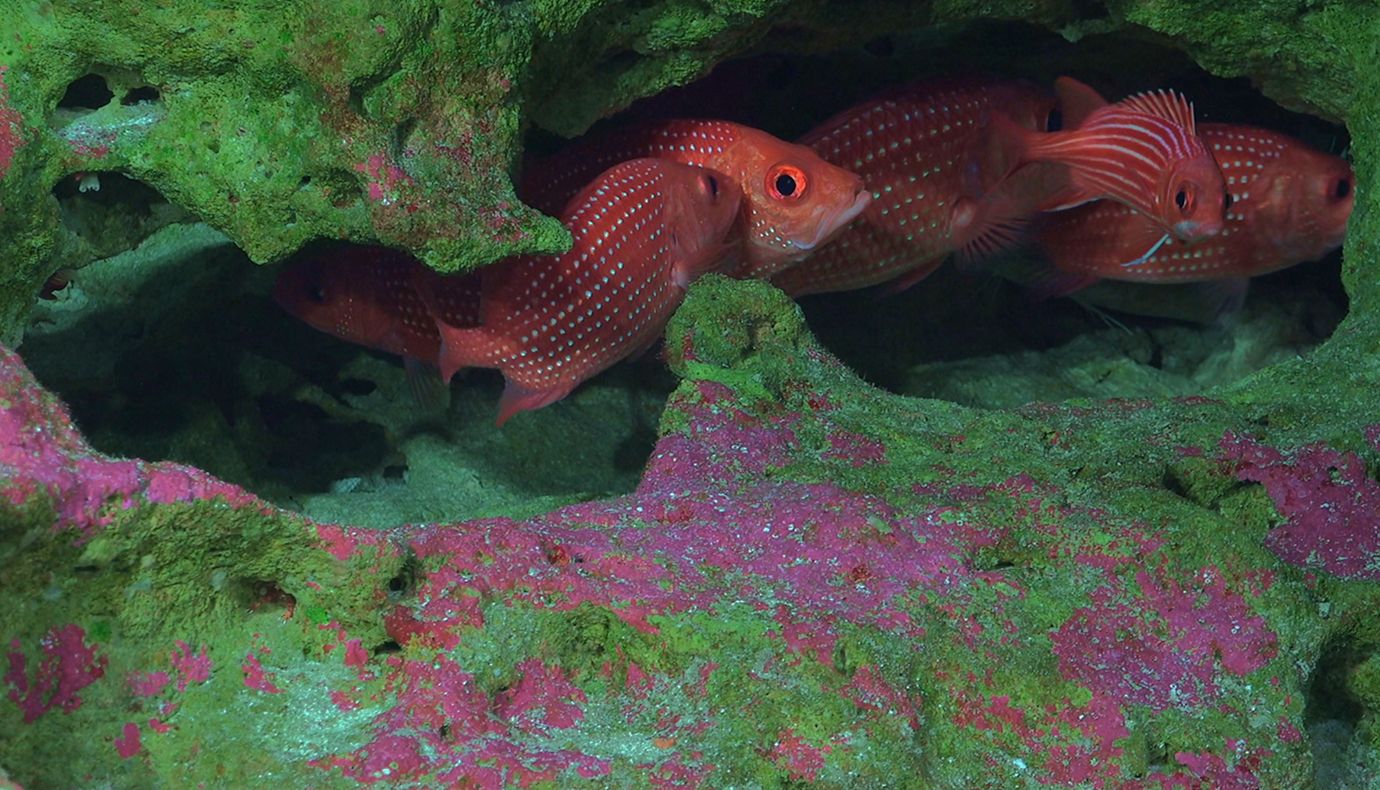 Underwater photo of red fish