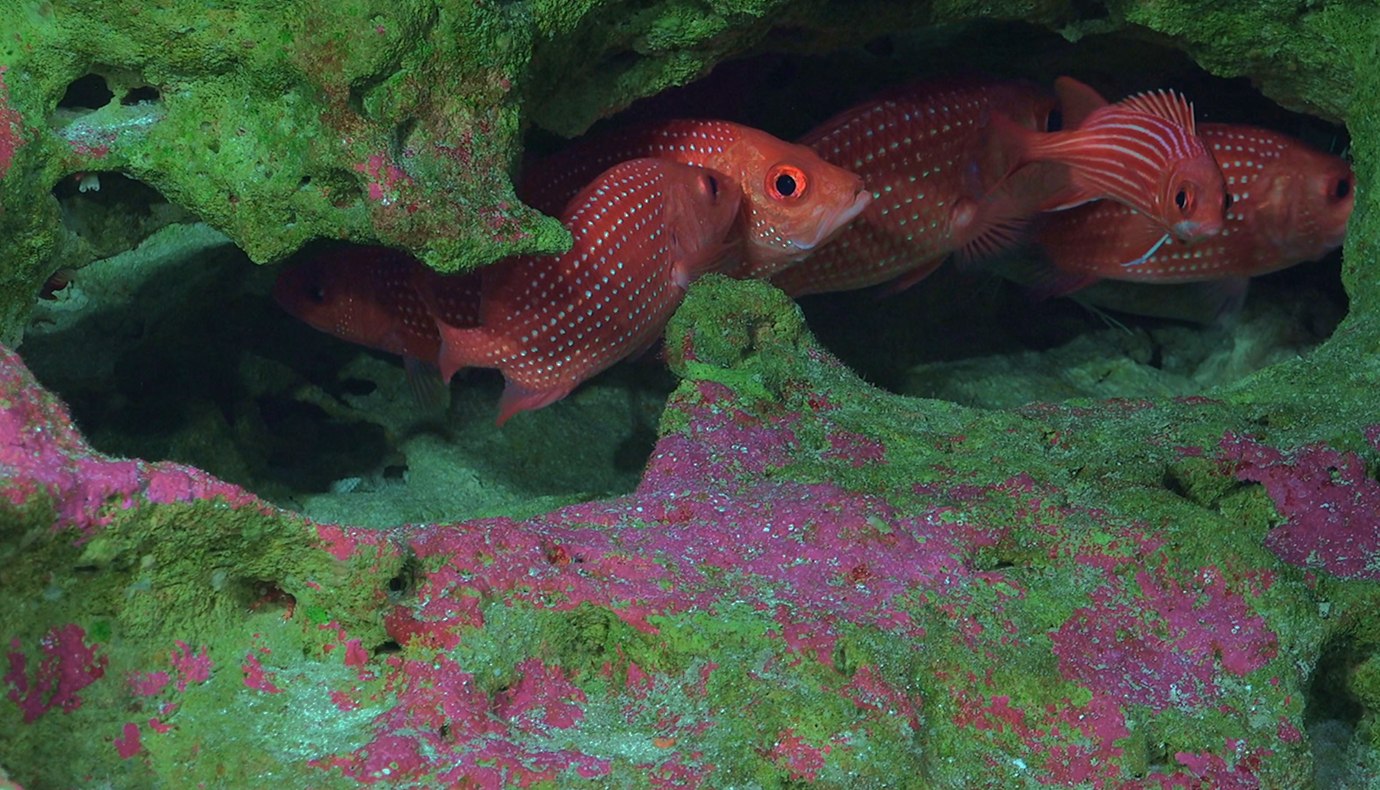 Underwater photo of red fish
