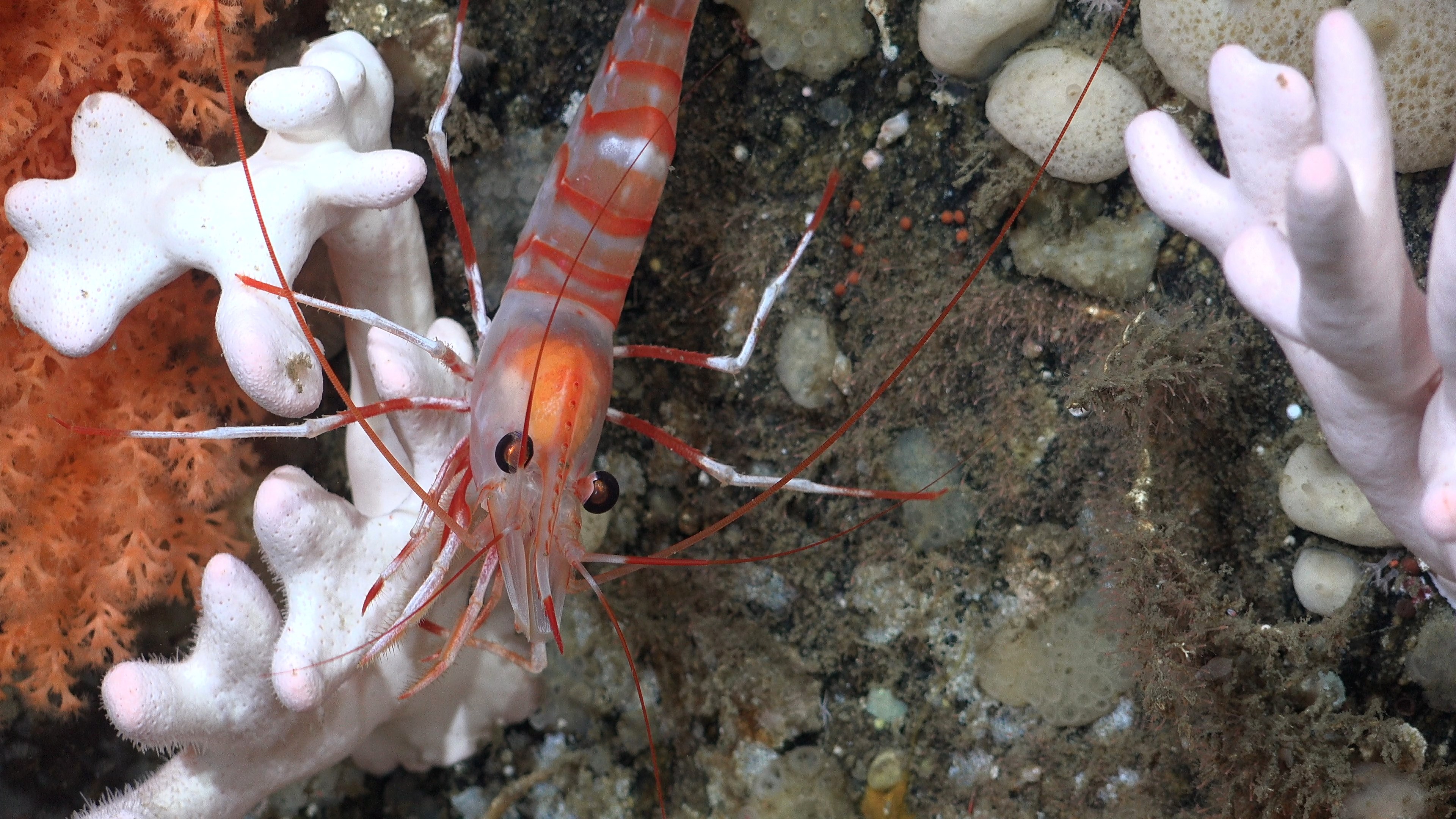 An extreme close-up of a deep-sea shrimp with a translucent body and bold red stripes. It features long, thin red antennae and dark eyes, positioned between a piece of white, finger-like coral and a patch of orange fan coral.