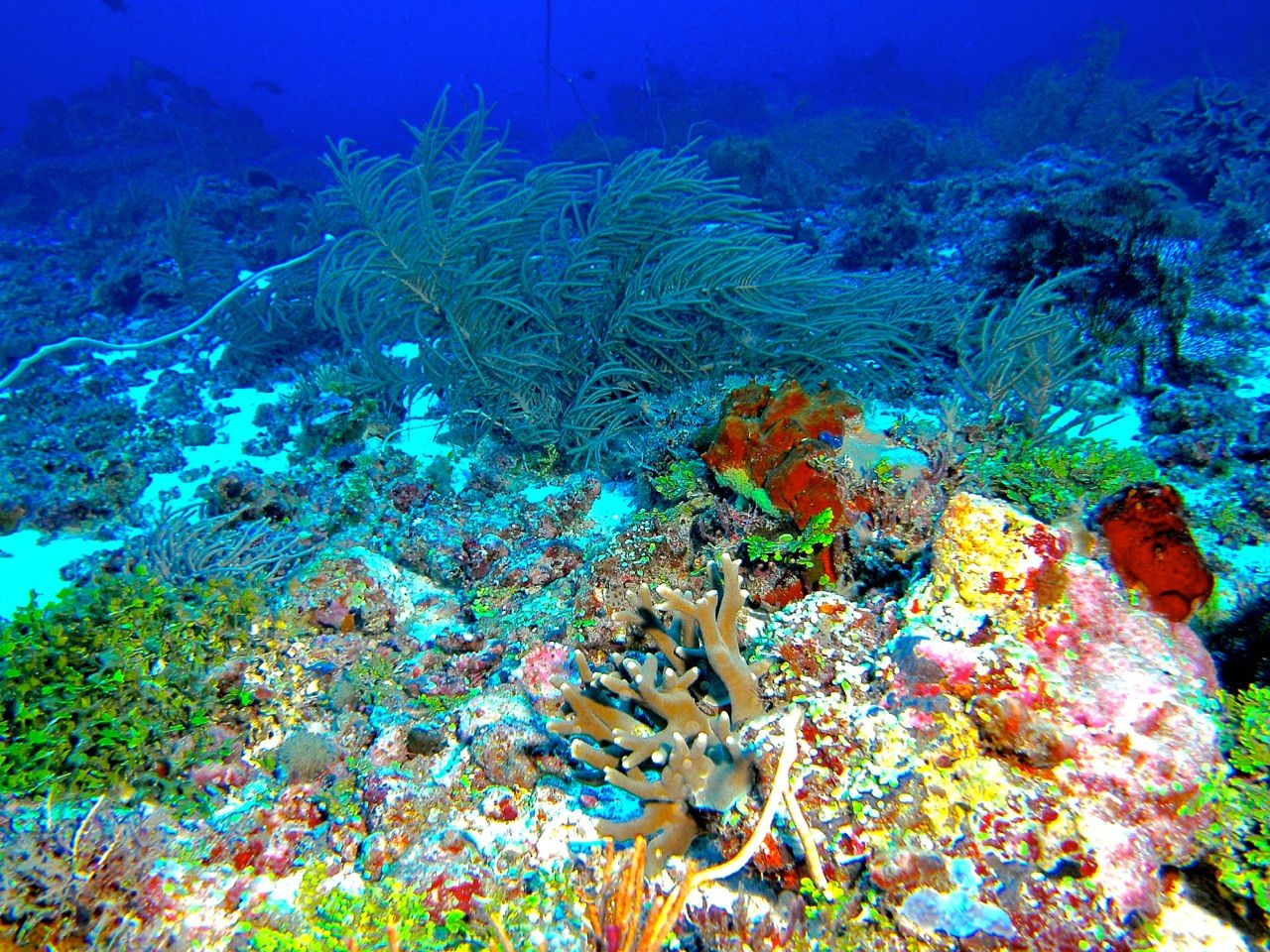 A view of Scott Reef.