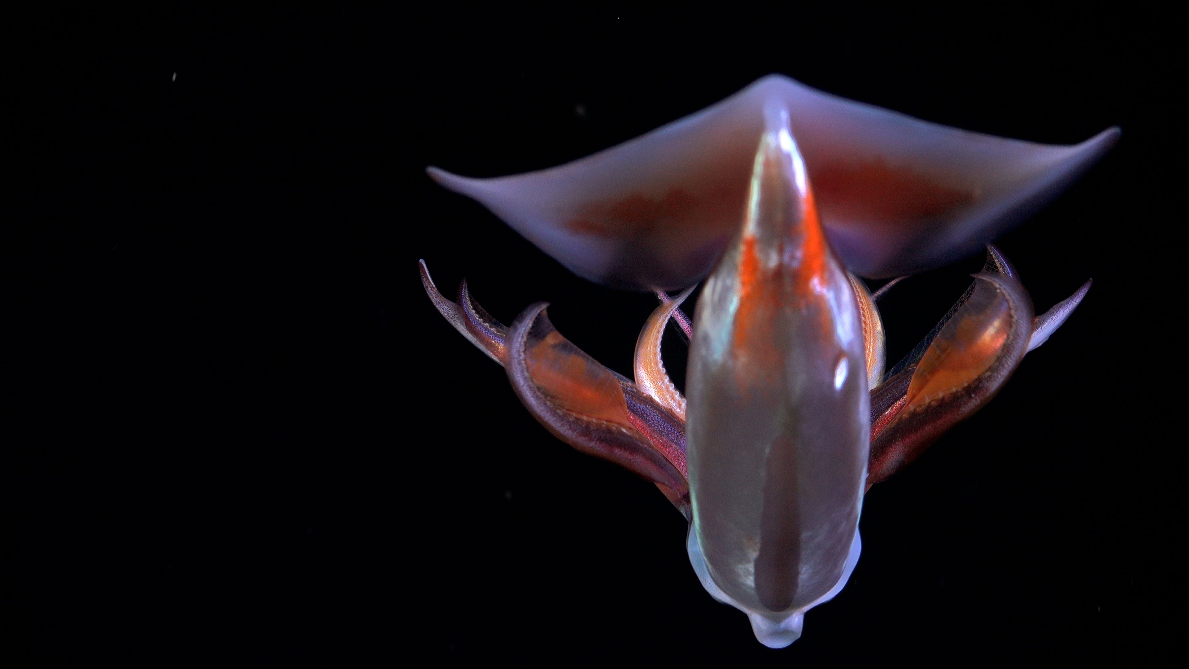 A translucent deep-sea squid swims against a solid black background. Its body glows with iridescent shades of purple and red, with its fins flared out in a wide, wing-like shape.