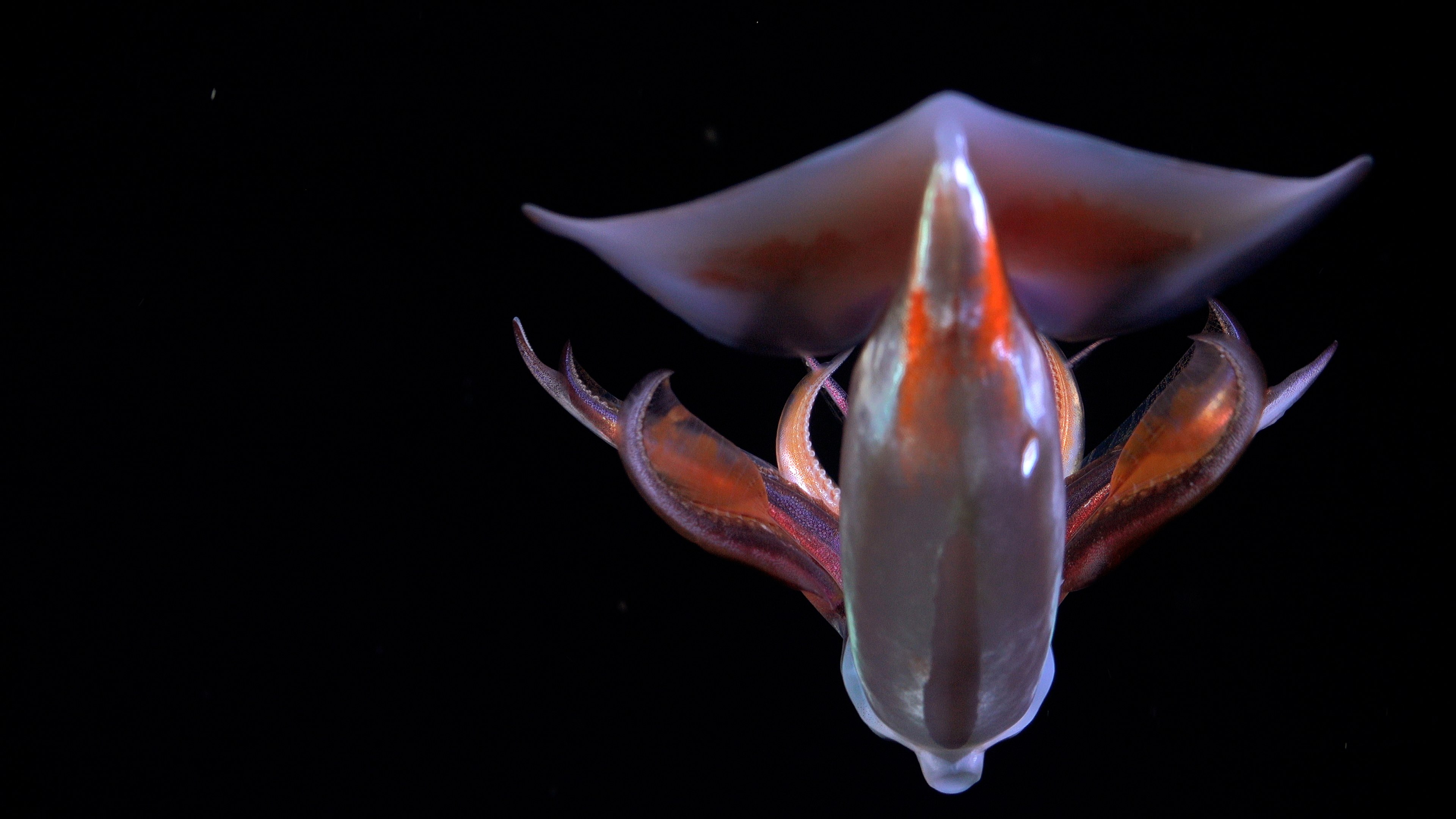 A translucent deep-sea squid swims against a solid black background. Its body glows with iridescent shades of purple and red, with its fins flared out in a wide, wing-like shape.