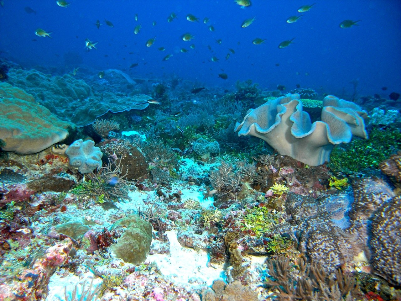 A view of corals and sponges on one of the Scott Reef plateaus, taken during a previous expedition.