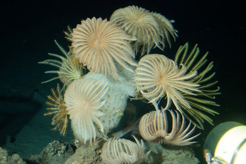 A garden of crinoids on a deep Roatan reef. 