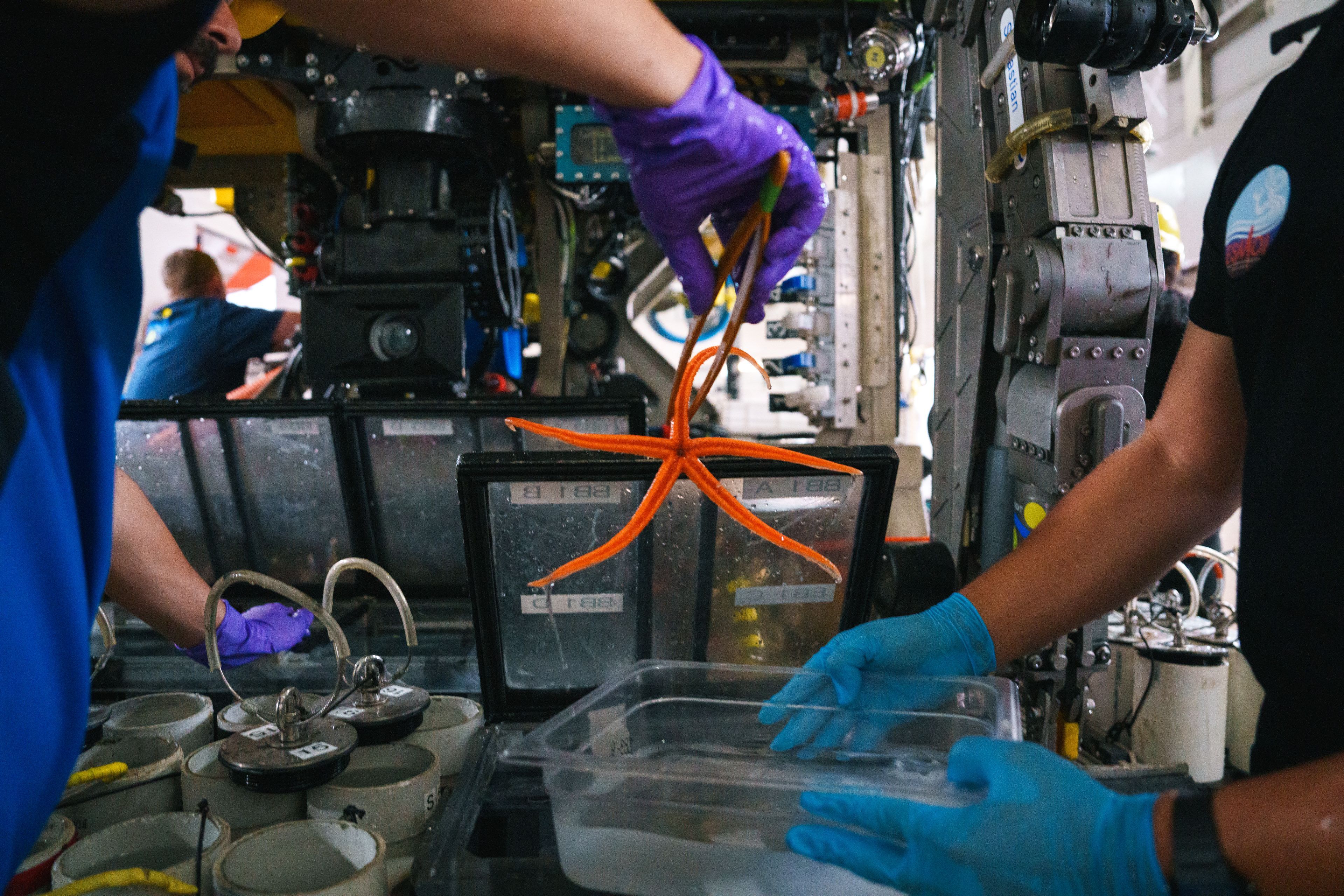 Scientists pulling an orange sea star out of a biobox on the ROV's porch.