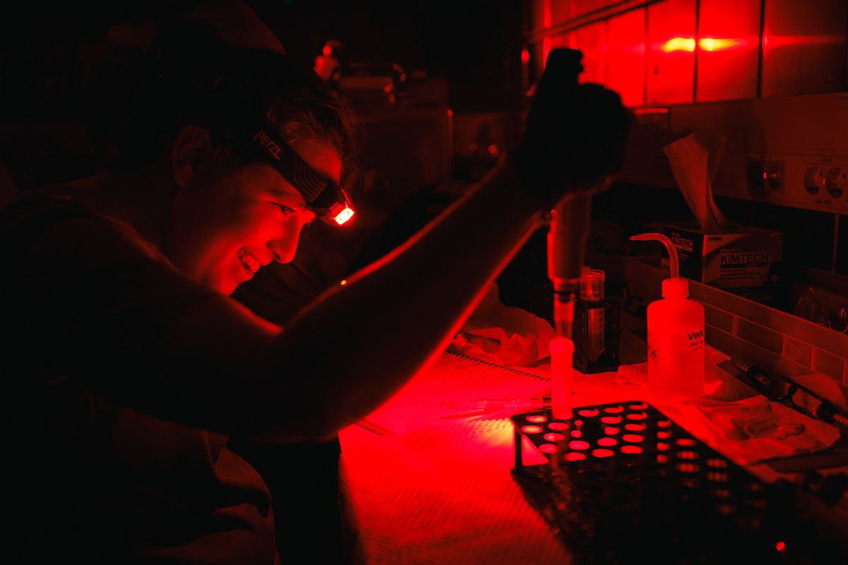 A researcher wearing a red headlamp carefully working with a pipette in a darkened laboratory illuminated by intense red light.