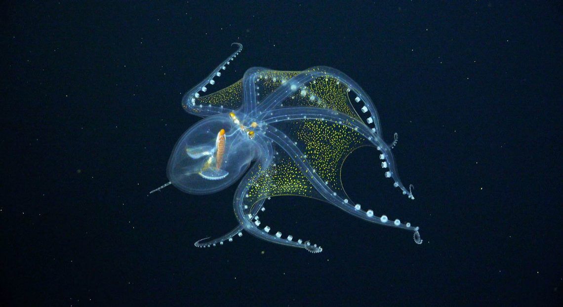 Glass octopus