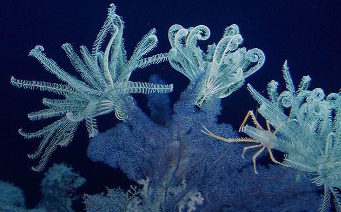 blue undersea discoveries