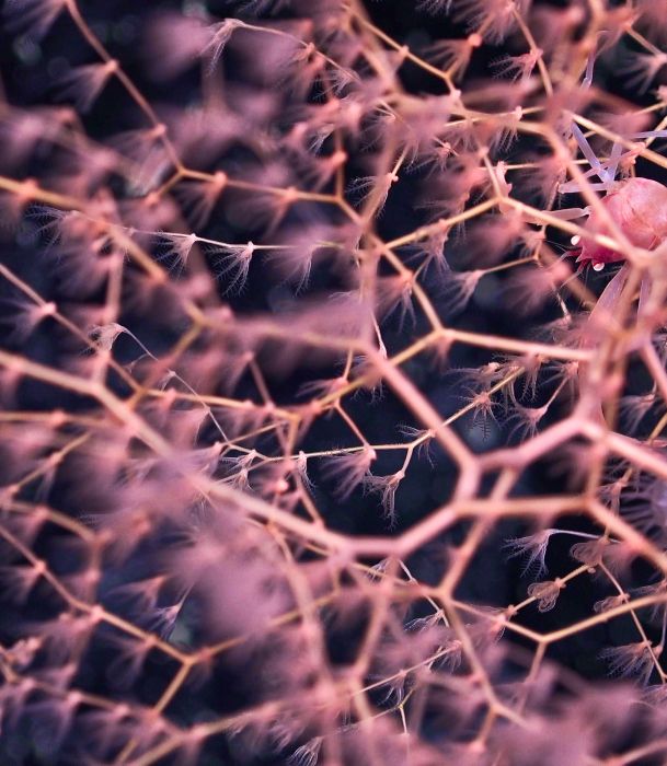 Close up of purple coral
