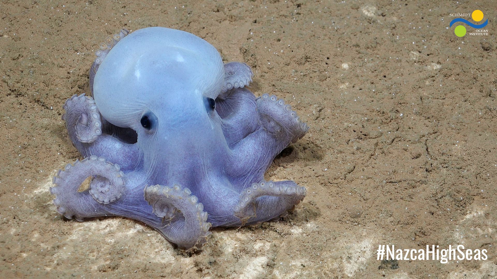 “Casper” Octopus
