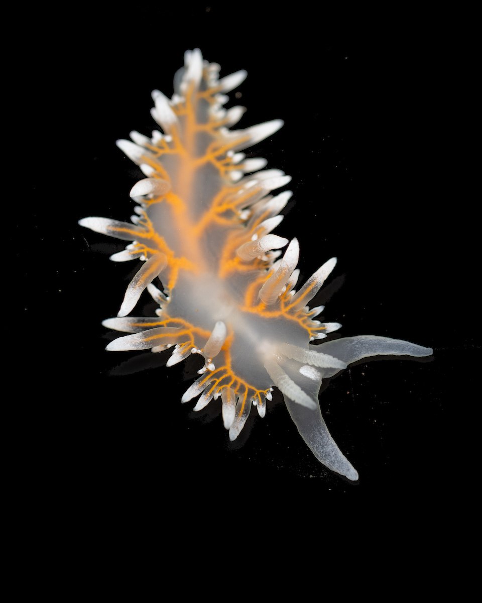 Translucent nudibranch sea slug with white-tipped cerata and vibrant orange internal branching patterns, isolated on a black background.