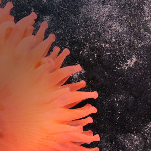 orange organism on top of sea floor rock