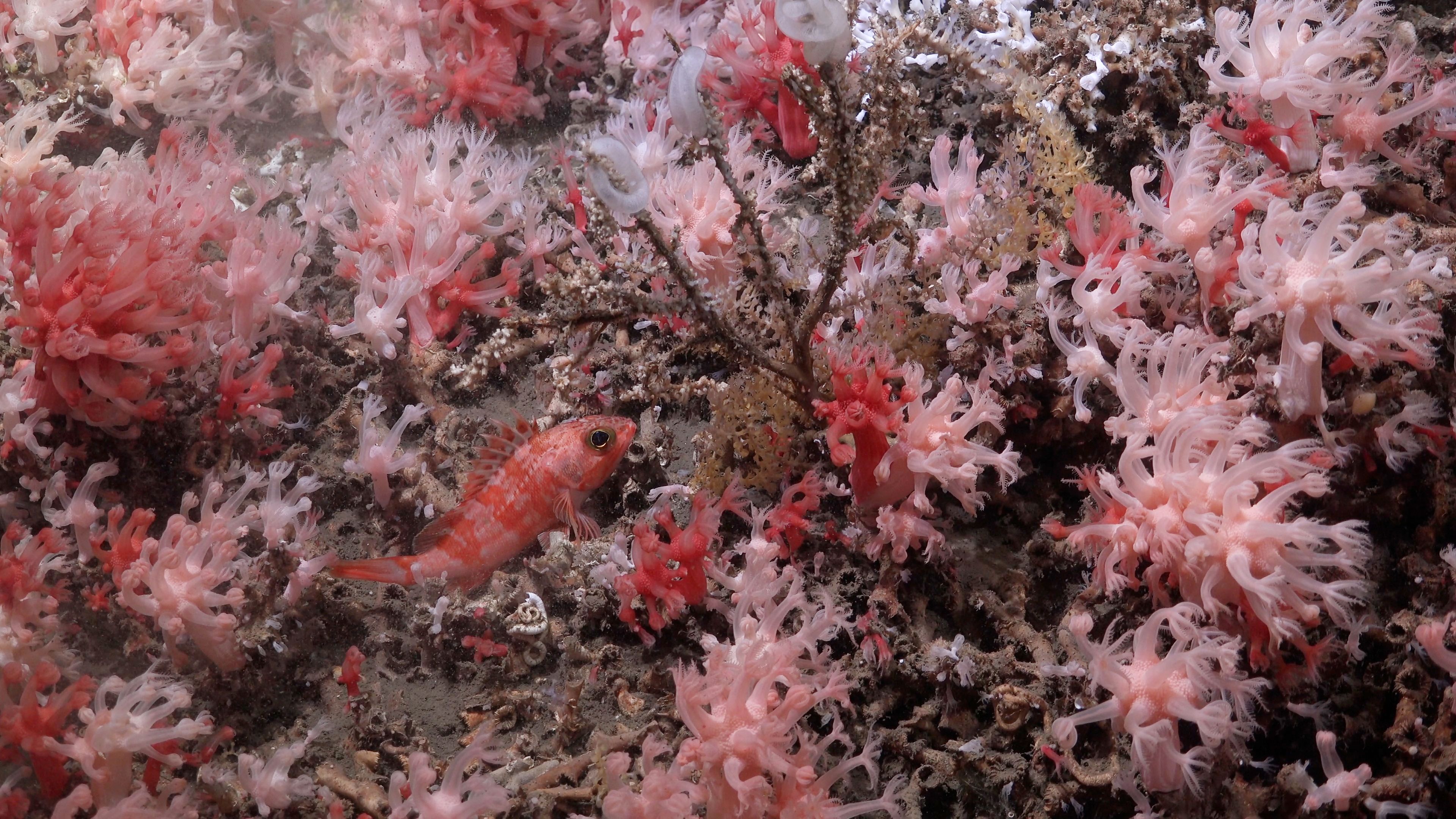 A small, orange-and-white patterned rockfish swims through a dense field of pink and white soft corals on a rocky reef.