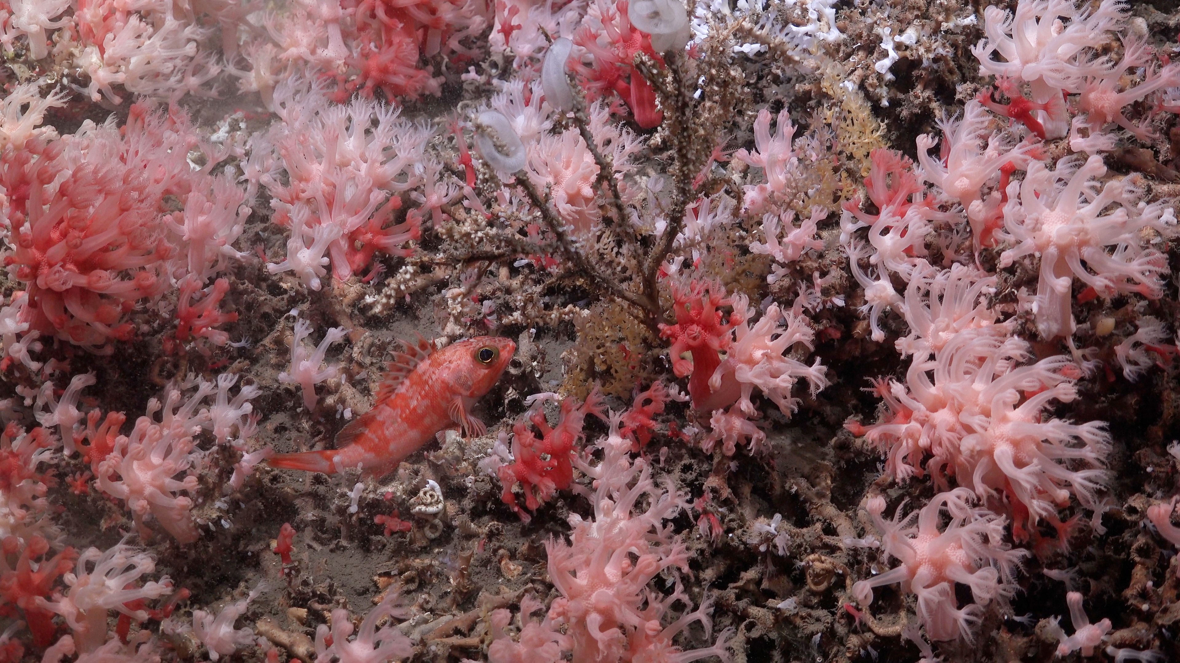 A small, orange-and-white patterned rockfish swims through a dense field of pink and white soft corals on a rocky reef.