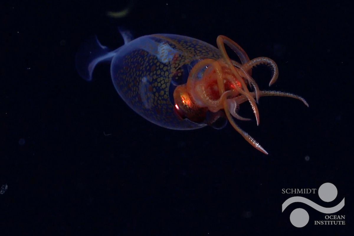 Small, semi-translucent squid with an orange-patterned mantle and delicate tentacles swimming in dark water, featuring the Schmidt Ocean Institute logo in the bottom right corner.