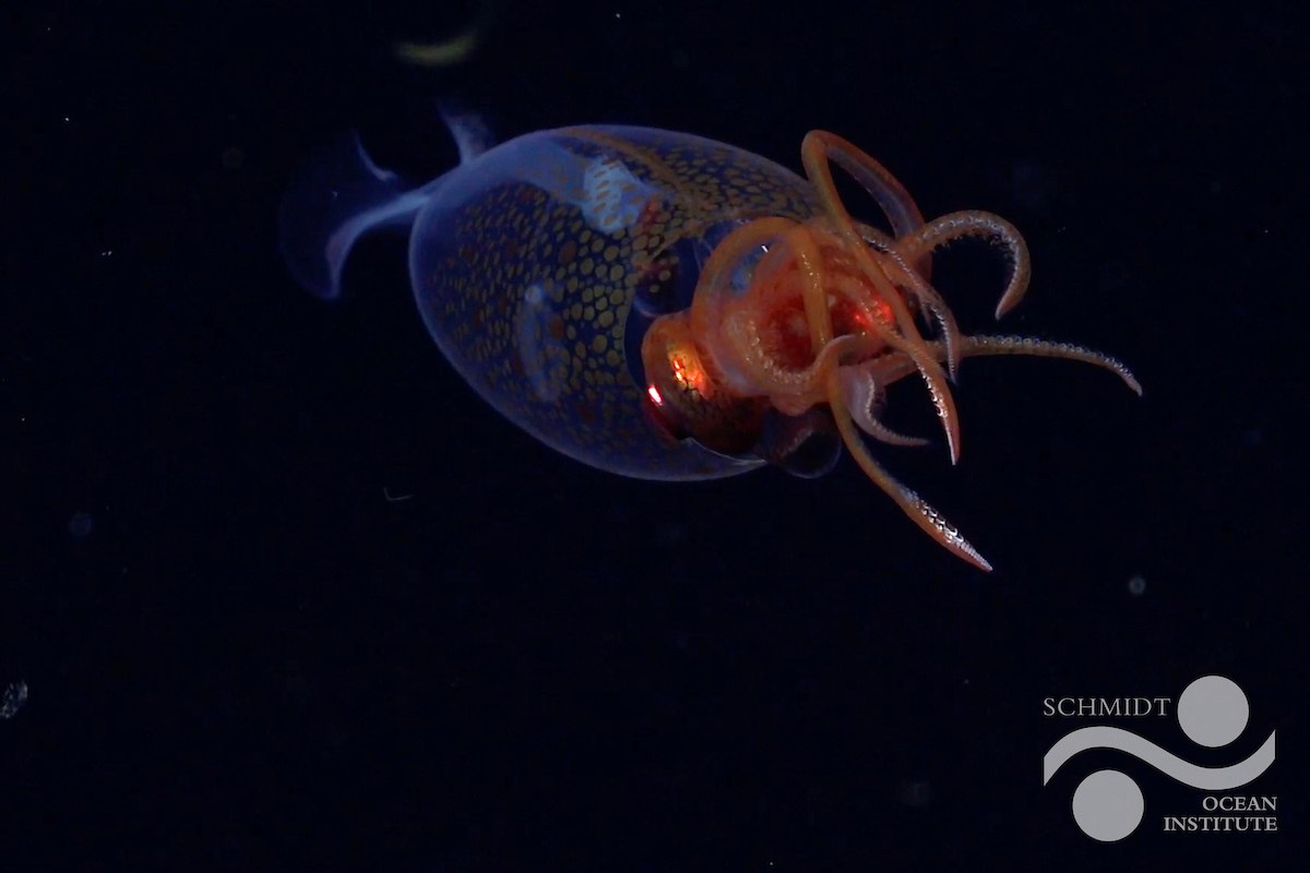 Small, semi-translucent squid with an orange-patterned mantle and delicate tentacles swimming in dark water, featuring the Schmidt Ocean Institute logo in the bottom right corner.